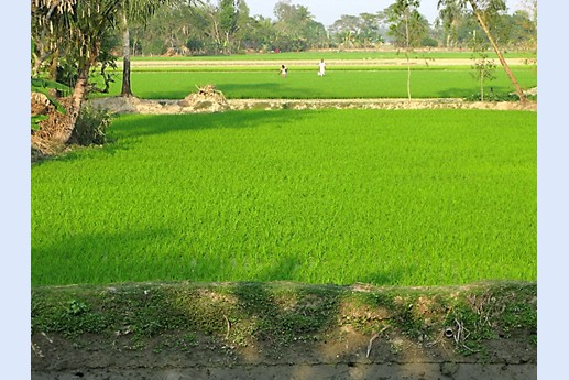 Viaggio in India 2008 - Sunderbans